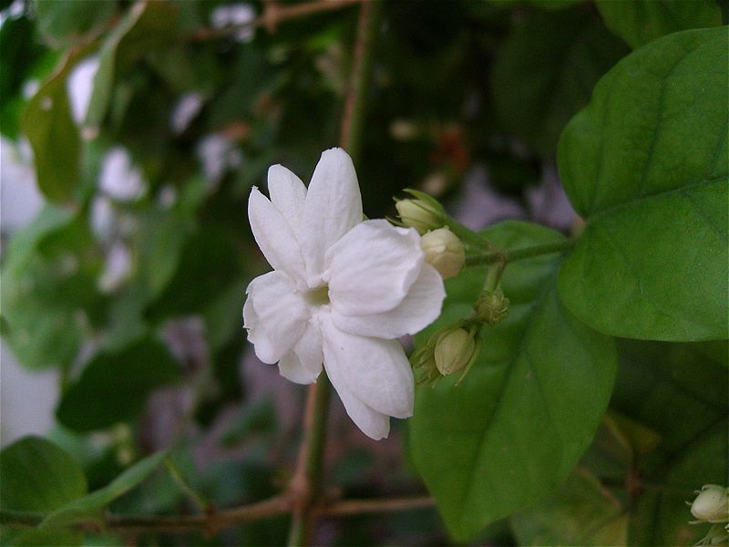 Arabian jasmin Tunisia 2010