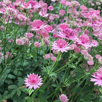 astrantia 2850471 340