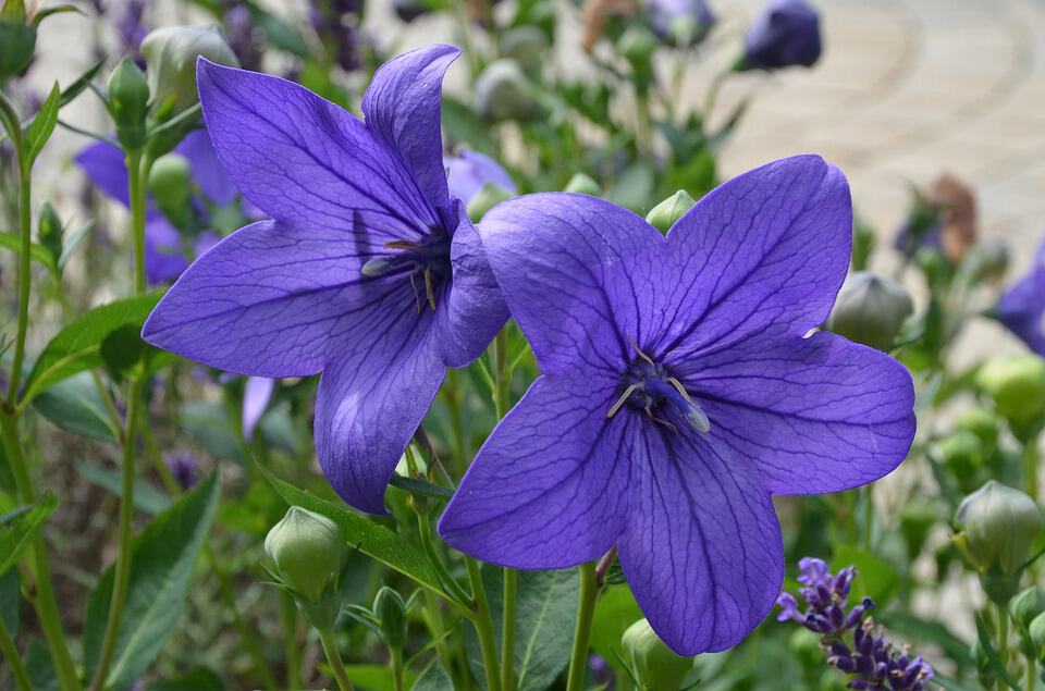 balloon flower 1535929 960 720