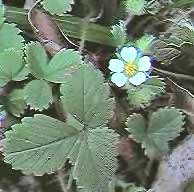 barren strawberry