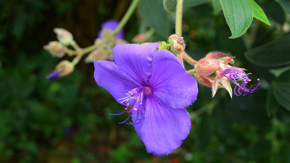 bauhinia blakeana 3201083 960 720