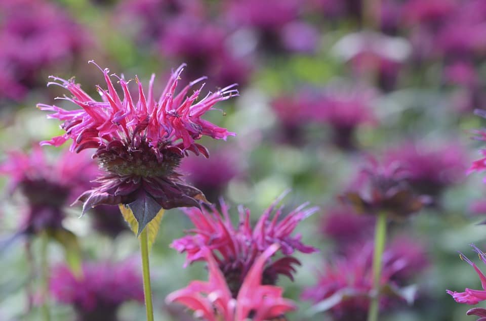 bee balm 1043110 960 720