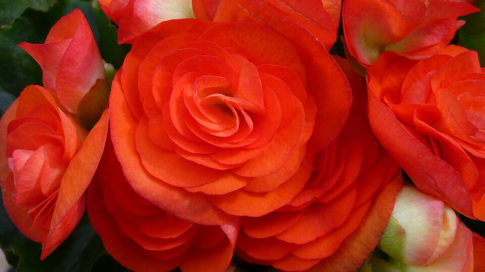 begonia