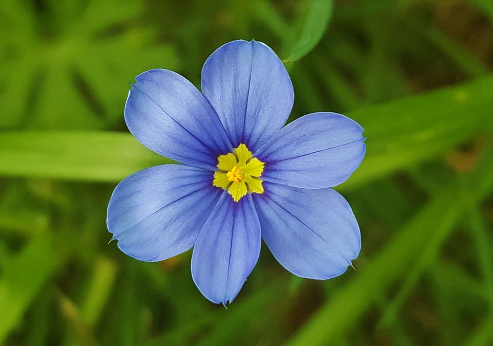 blue eyed grass 1268021 960 720