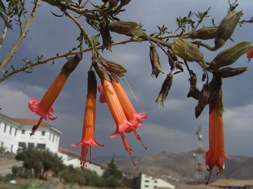 bolivia facts national emblems flowers kantuta