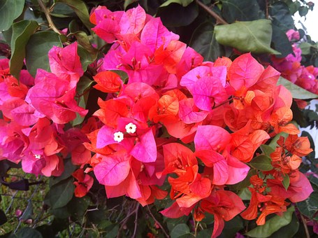 bougainvillea 363145 340