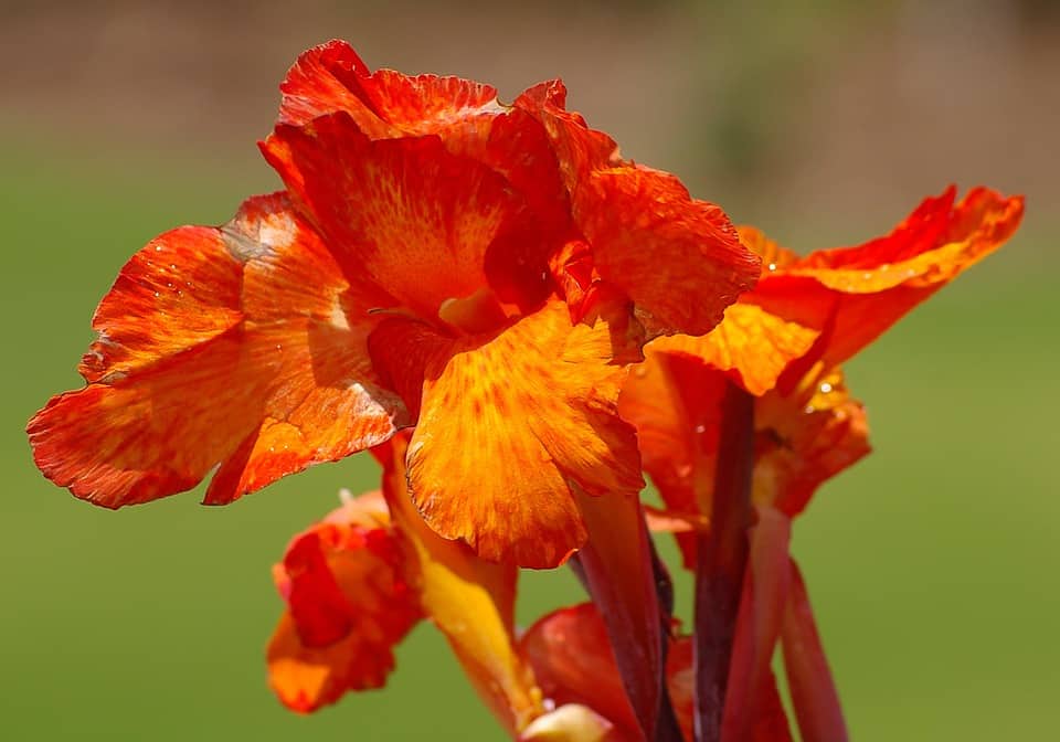 canna lily 491081 960 720