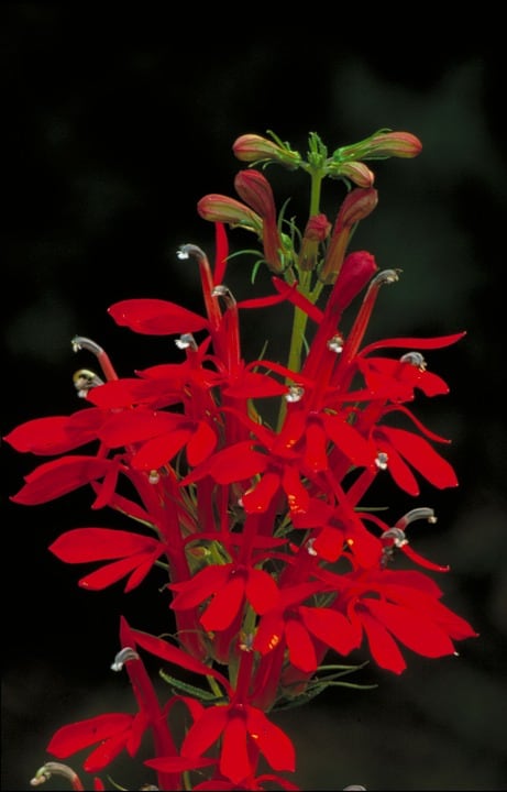 cardinal flower 86592 960 720