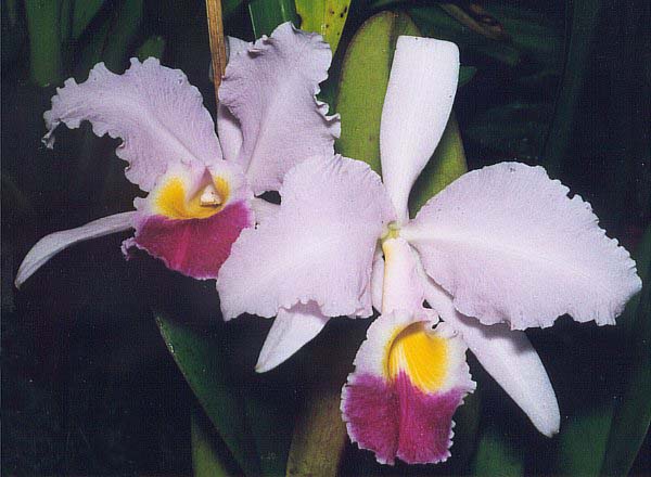 Cattleya trianae