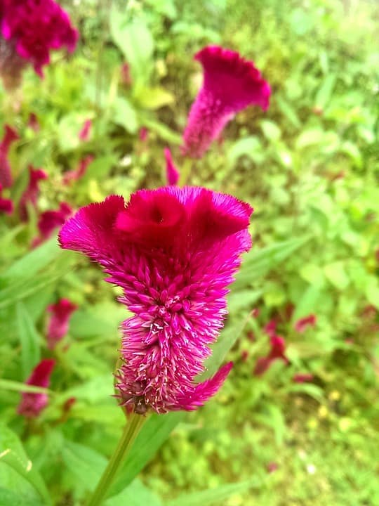 celosia