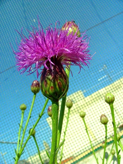 Cheirolophus crassifolius flower