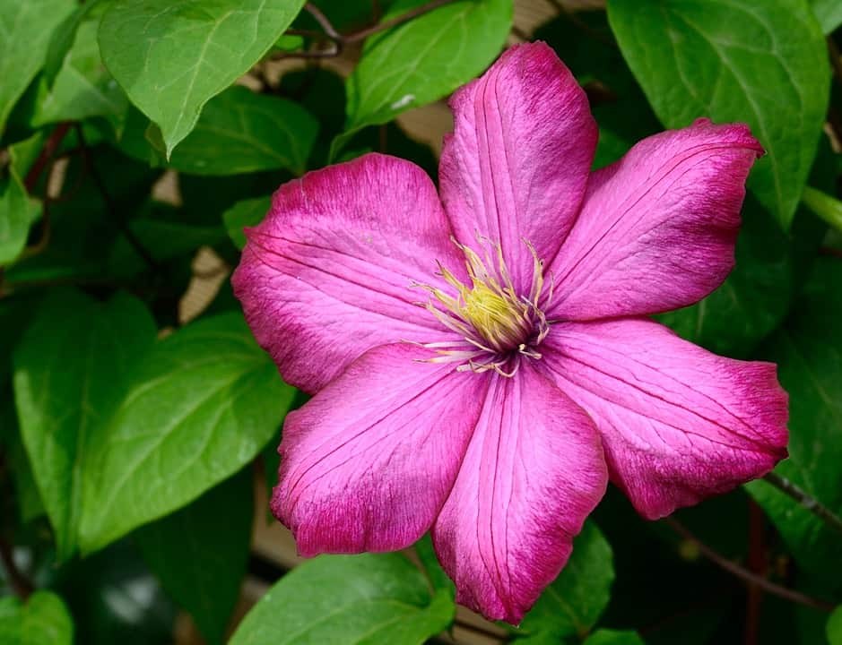 clematis 793754 960 720