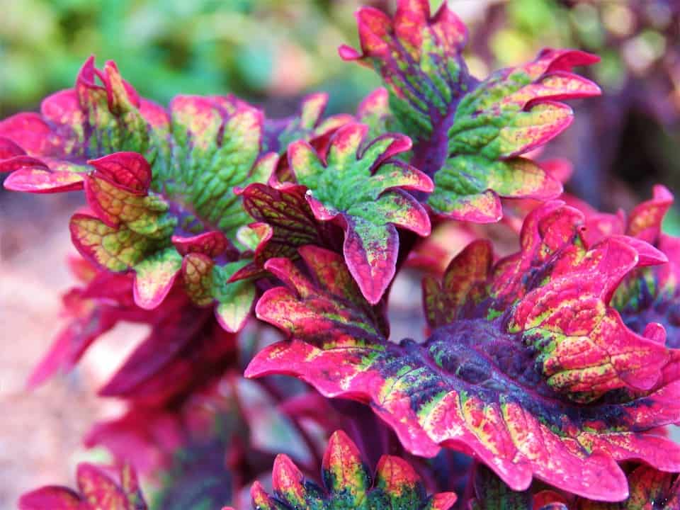 coleus 3659430 960 720