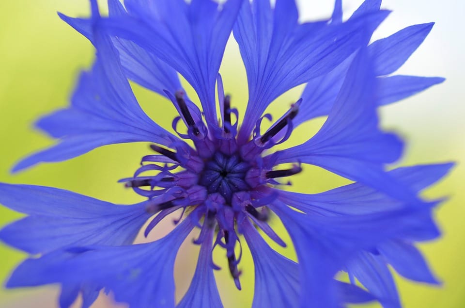 cornflower 49221 960 720