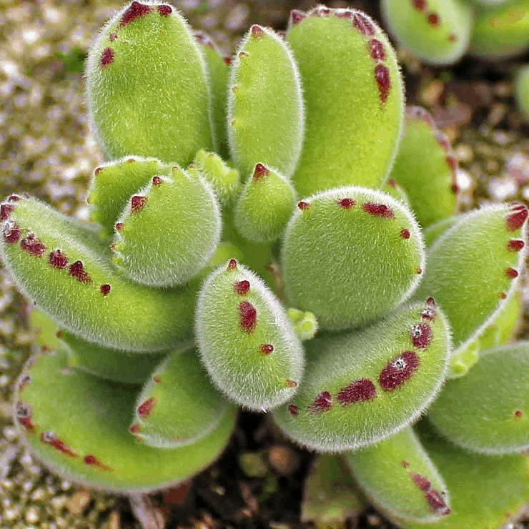 ​Cotyledon Tomentosa Bear’s Paw