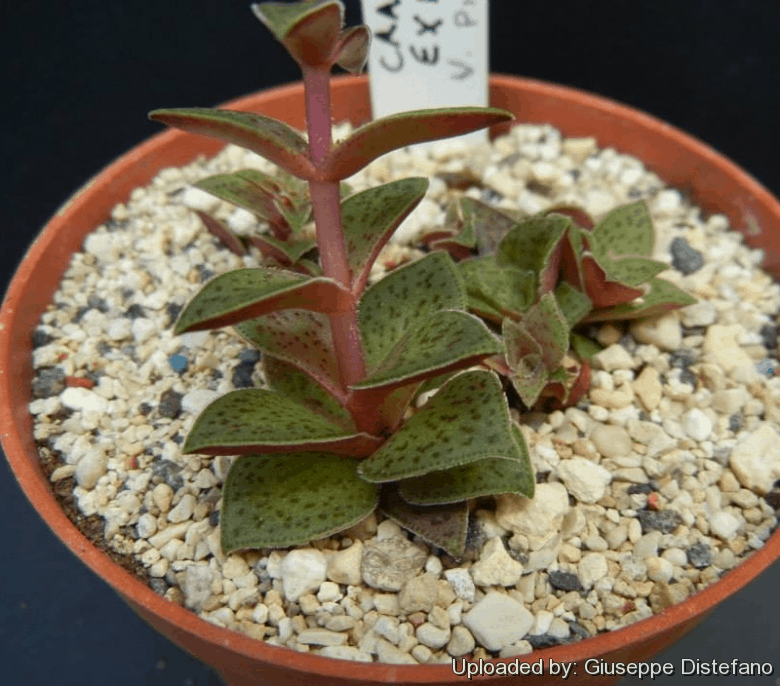 Crassula Exilis