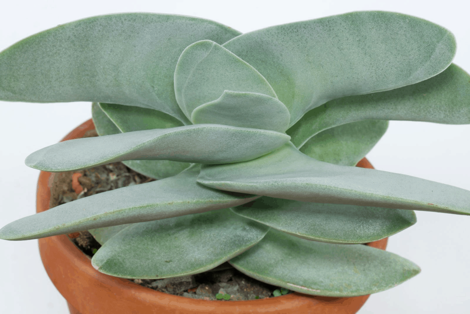 Crassula Falcata