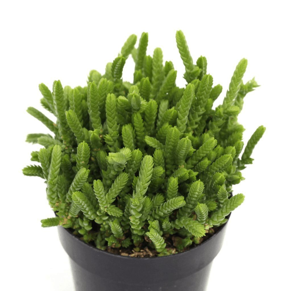 Crassula Muscosa