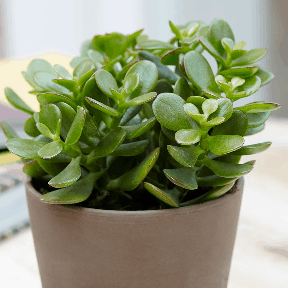 Crassula Ovata