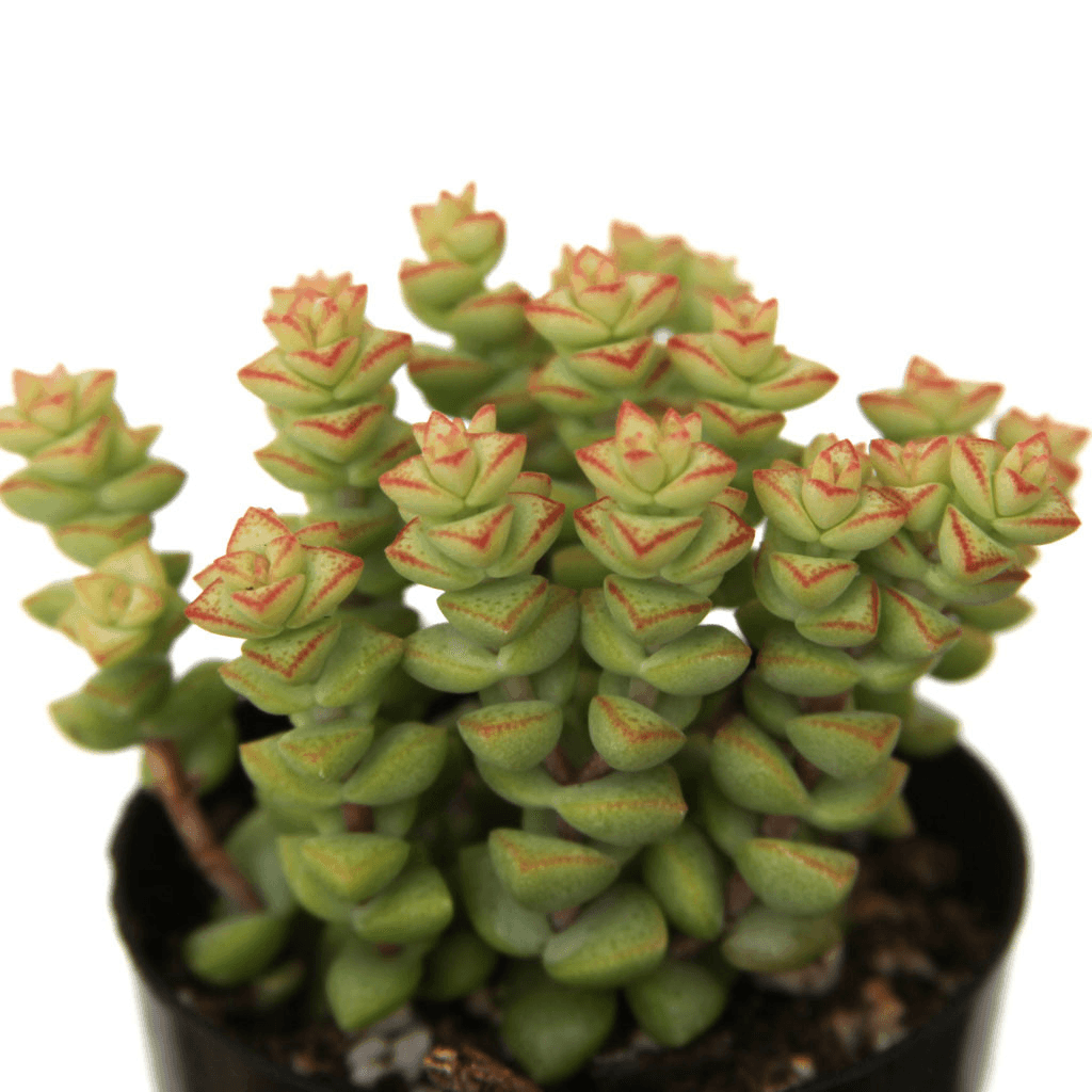 44 Types Of Succulents With Pictures Succulent Plants Flower Glossary