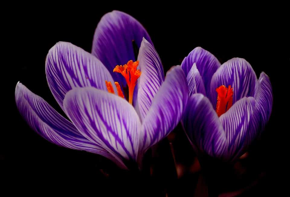 crocus