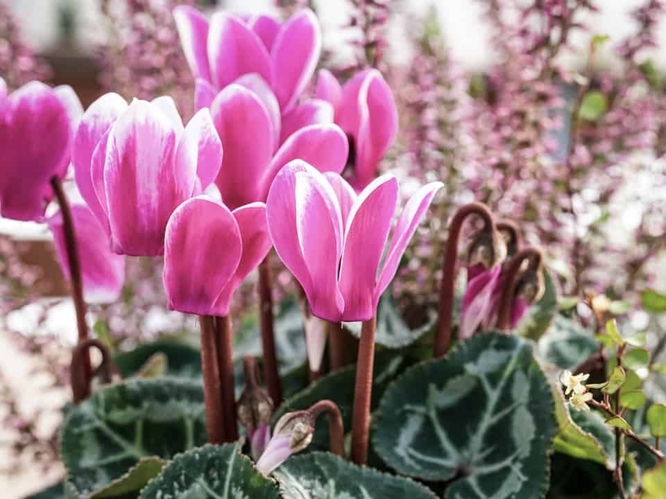 cyclamen 3808413 960 720