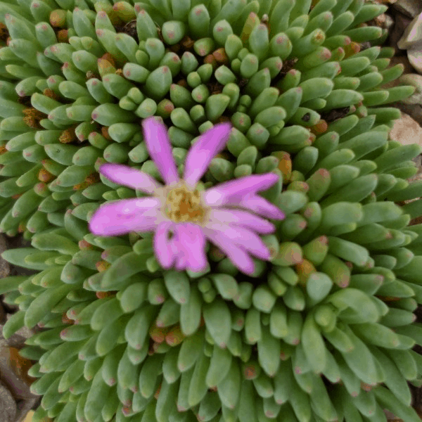 Delosperma Sphalmanthoides