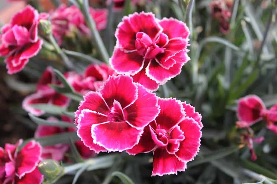 dianthus 885812 960 720