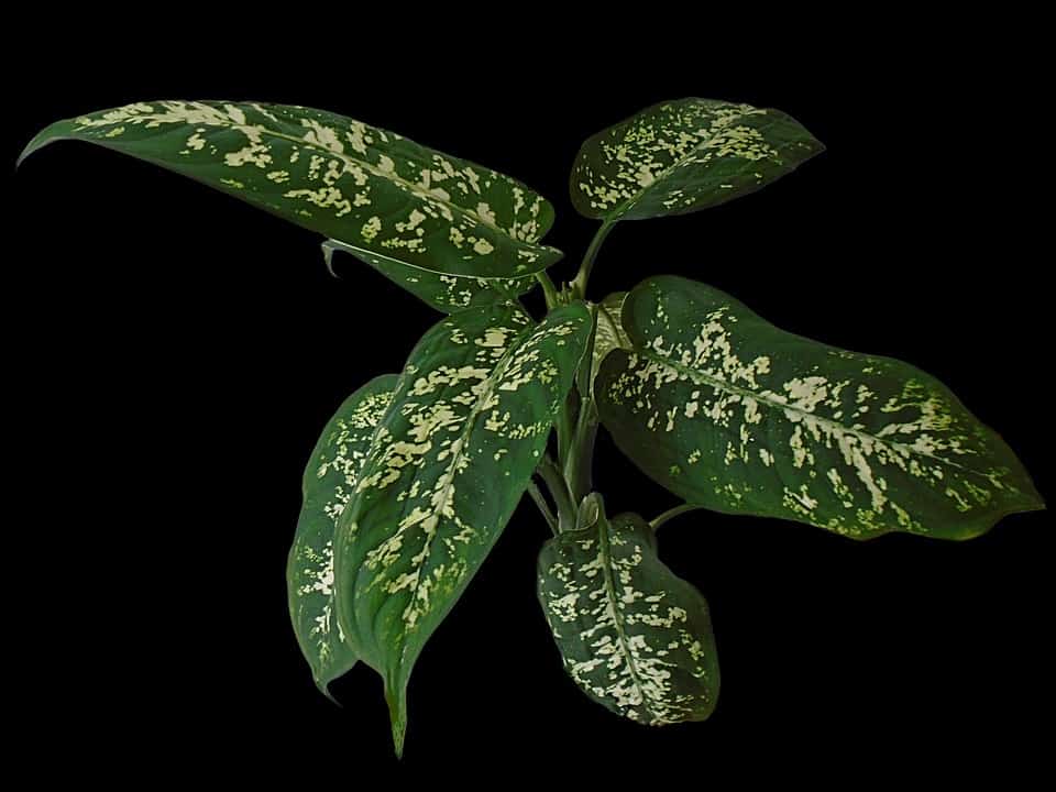 dieffenbachia 2825214 960 720