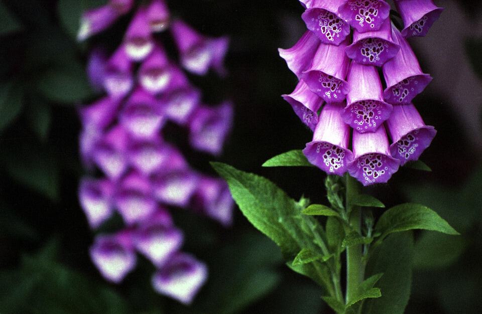 digitalis purpurea 1279574 960 720