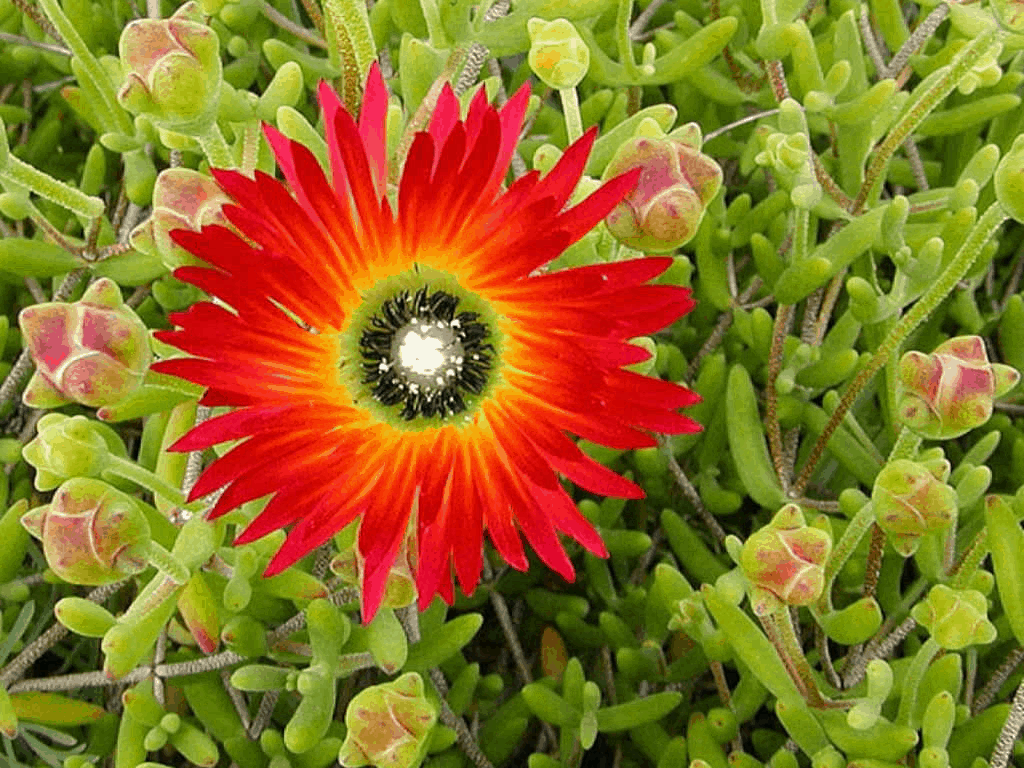 Drosanthemum Speciosum