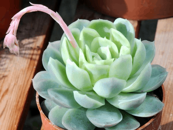 Echeveria Elegans