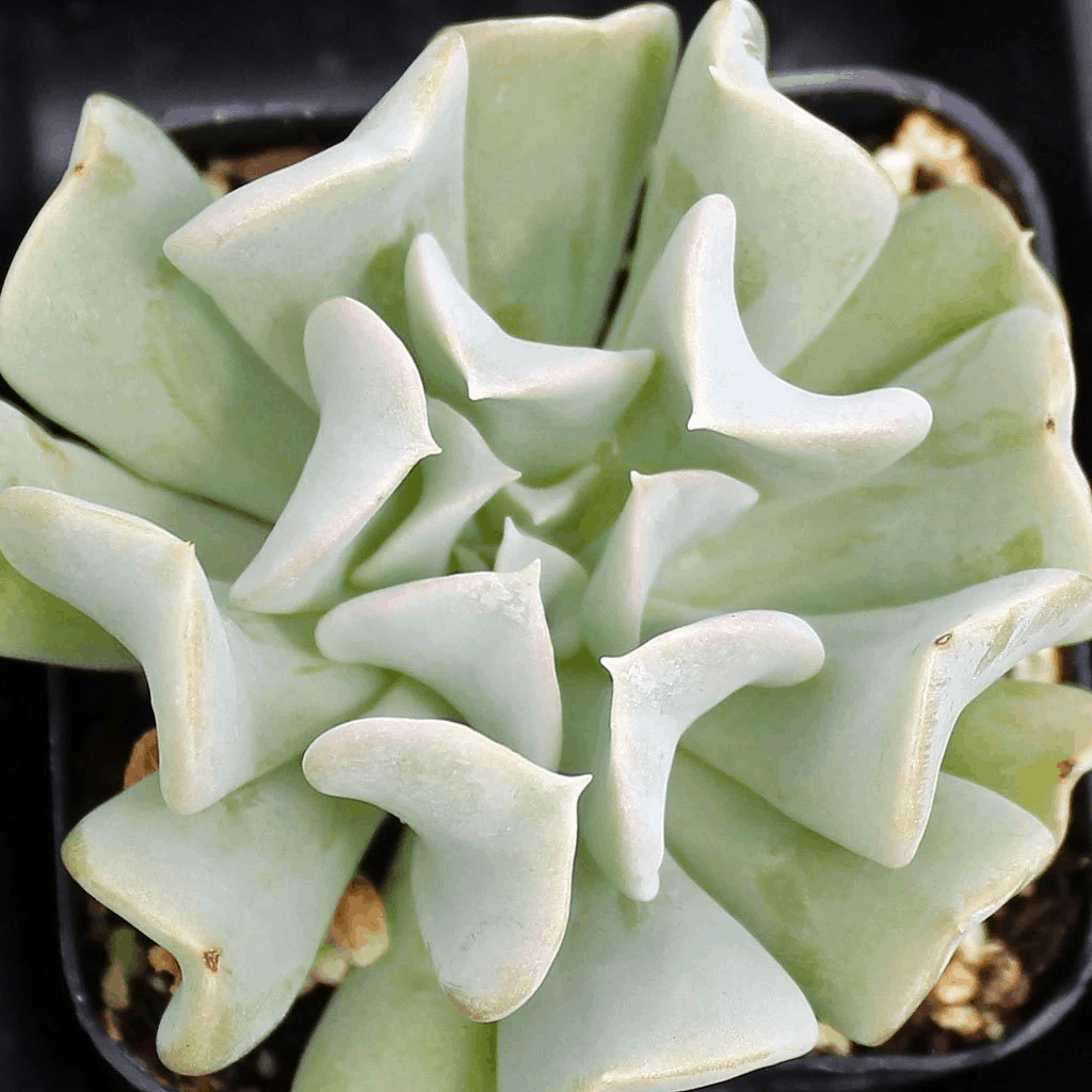 Echeveria Runyonii