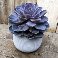 Echeveria