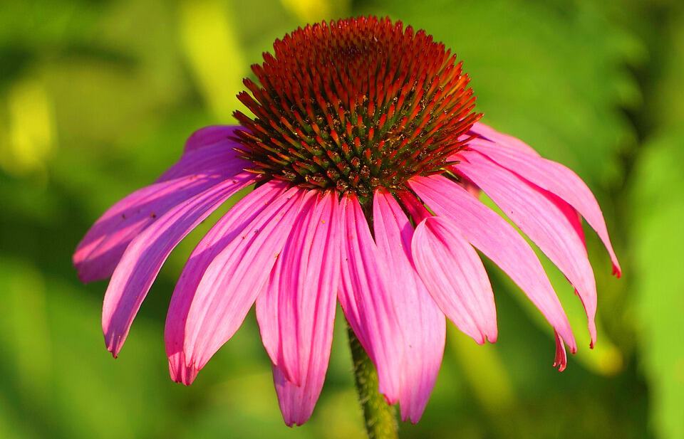 echinacea 3534227 960 720