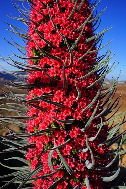 Echium wildpretii