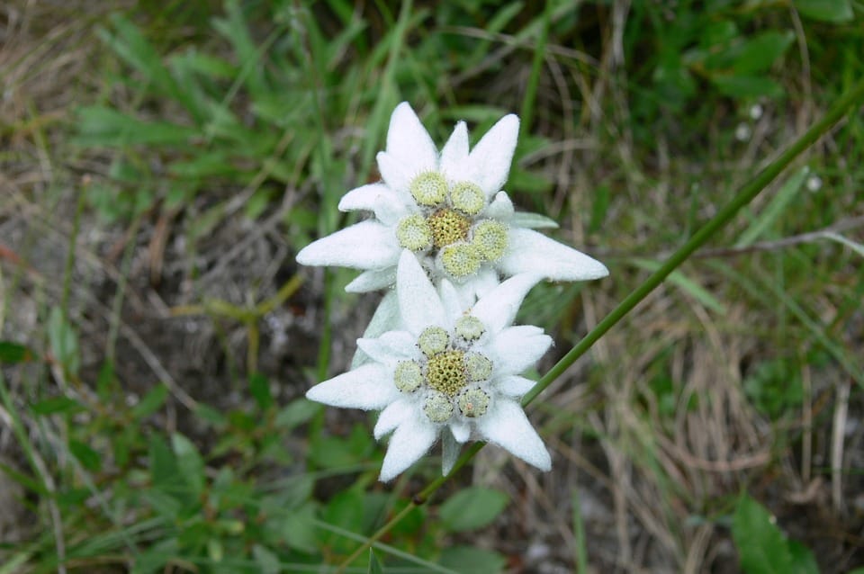 edelweiss 1004519 960 720