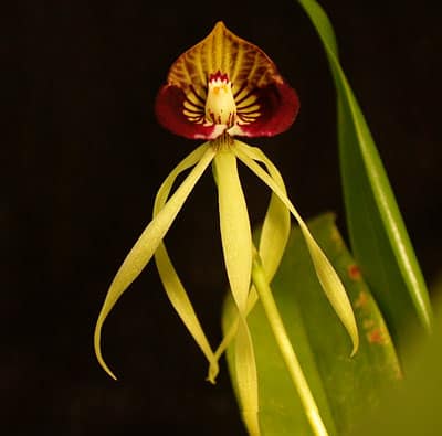 encyclia cochleatum black orchid 2011