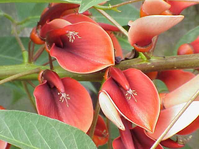 Erythrina crista galli2