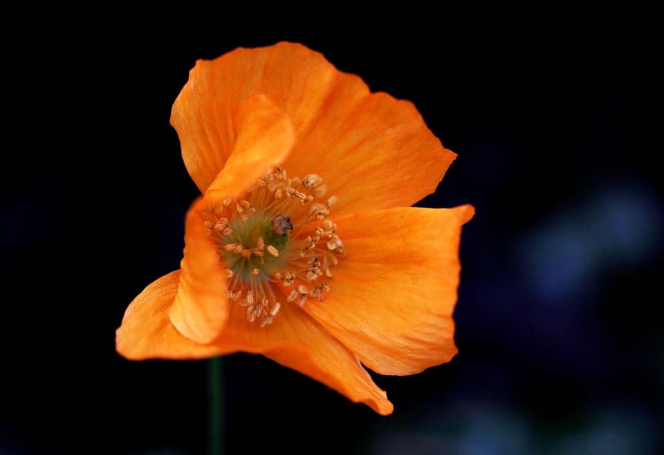 eschscholzia californica 4236184 960 720