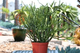 Euphorbia Tirucalli