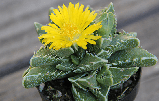 Faucaria Tigrina