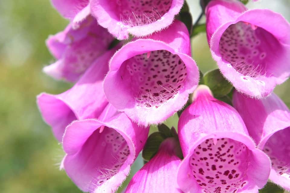 foxglove 2010276 960 720