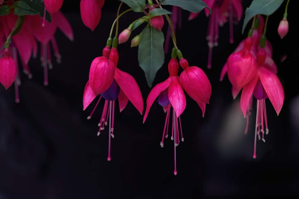 Fuschia flower