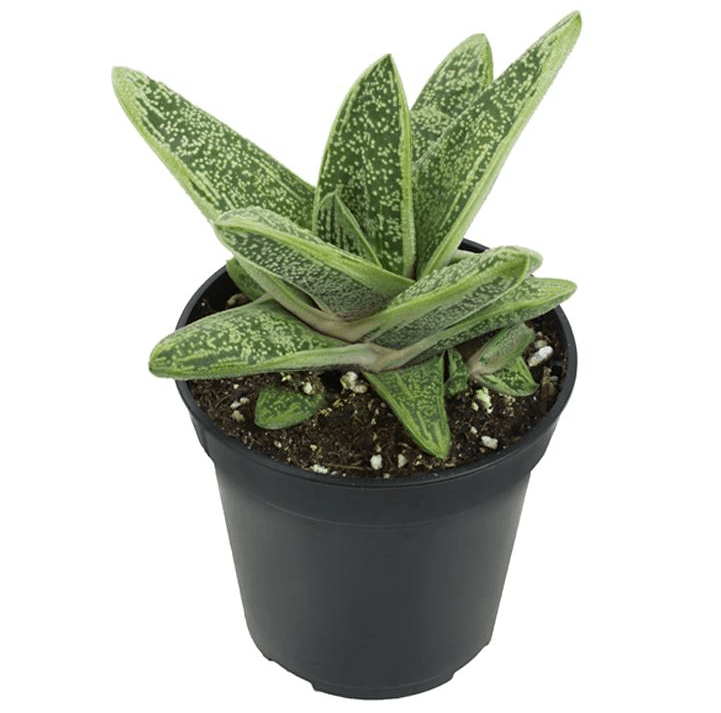 Gasteria