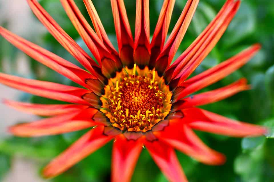 gazania 4298099 960 720