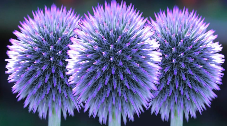 globe thistle 1680080 960 720