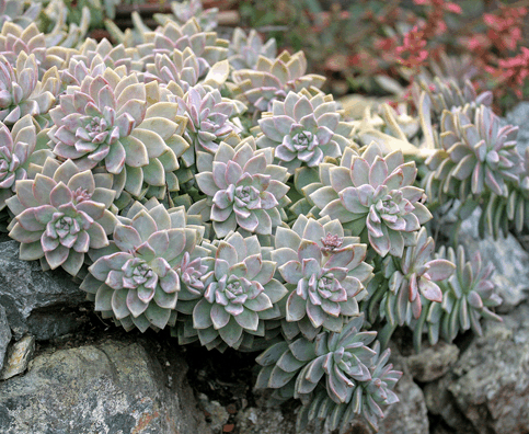 Graptopetalum Paraguayense