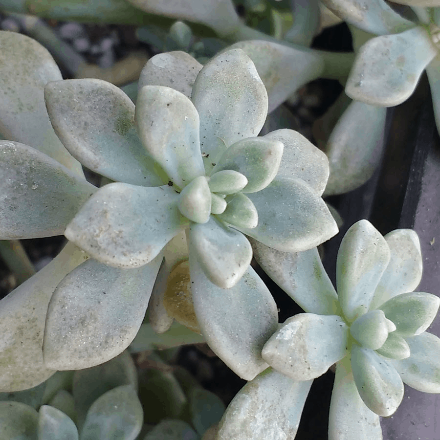 Graptoveria