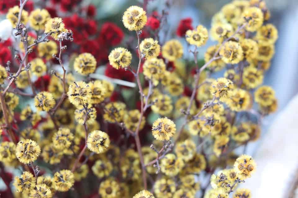 gypsophila elegans 3629387 960 720